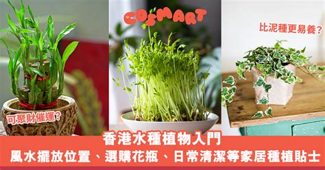 水種植物風水|居家風水：水種植物佈置